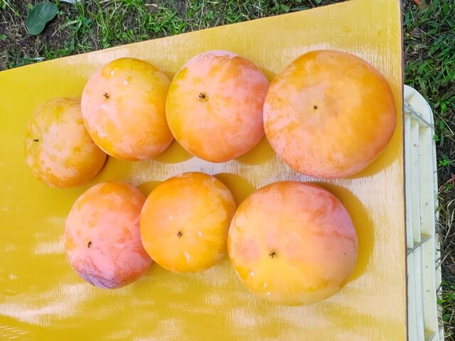 �傫�Ȋ`�ł�_����ό��_��