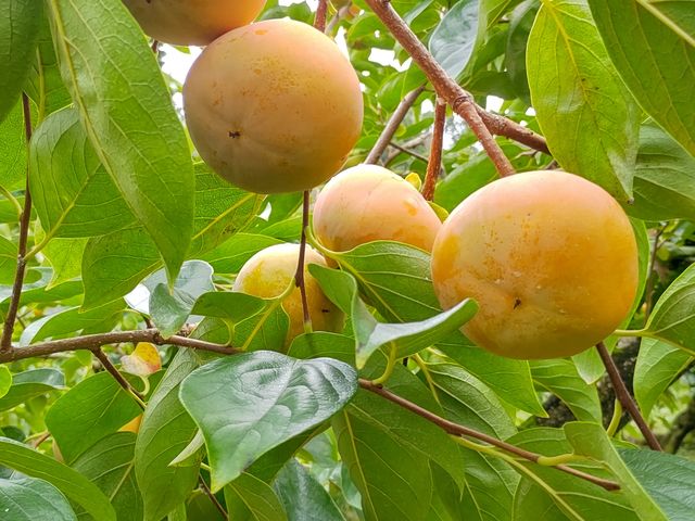 �����ς��Ȃ��Ă܂�_����ό��_��