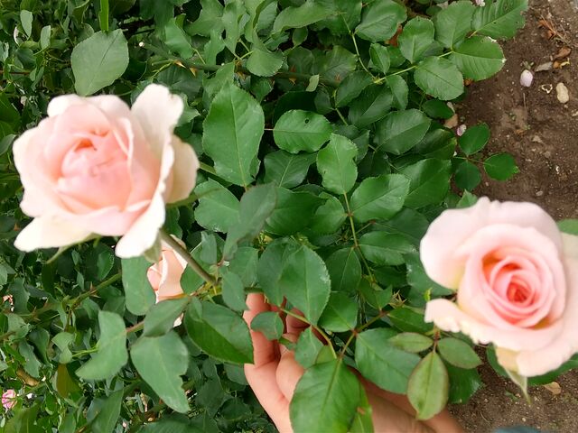 ���񂿂�񂳂�̈�{�،����̓��e�ʐ^1