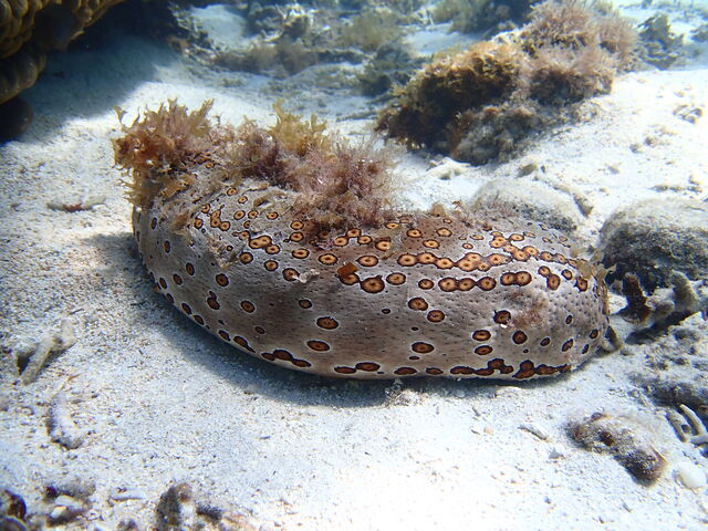 �Ȃ܂�_�}�������B���b�W����