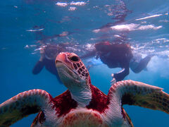 PolePolemarine385̎ʐ^1