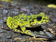 [񂳂̉iCgcA[T[rXւ̓eʐ^1