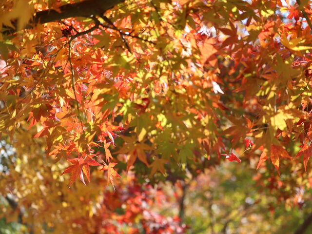 䂩񂱂̖n_LO Ή̓eʐ^2