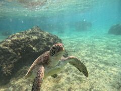 ̃I[X[Vm[P{Óւ̓eʐ^1