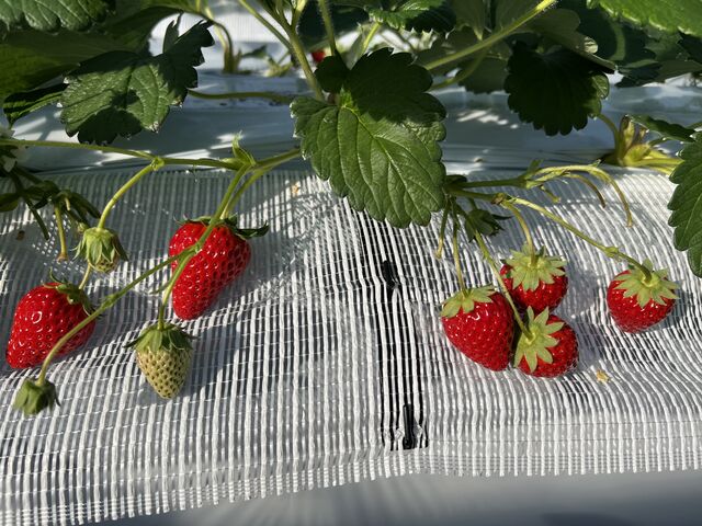 ������_The Little Bee