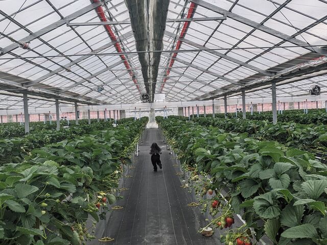 ���������������񂠂�̂ŁA�I�ѕ���ł��B_Berry Happy