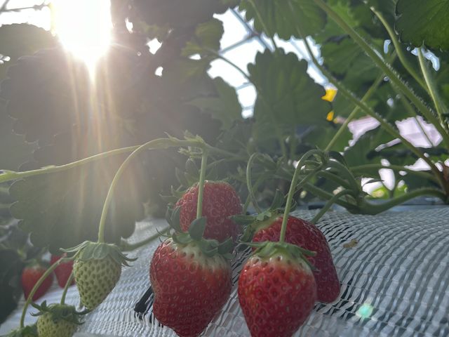 �������������_The Little Bee