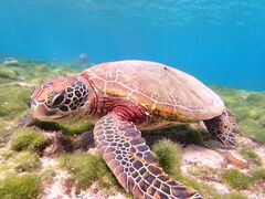 ͂Ƃ肳nico {Óւ̓eʐ^1