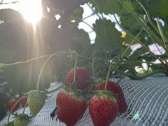 VThe Little Beeւ̓eʐ^1