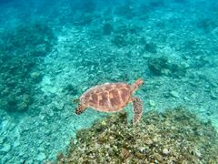 ӂ͂炳̐Ί_ ADVENTURE PiPiւ̓eʐ^1