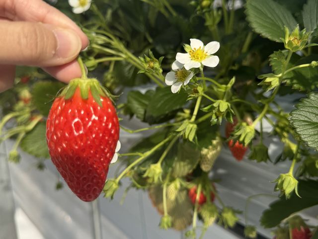 �Â��C�`�S_FUNDAYFARM