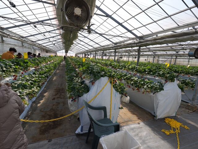 ����_���̂ה_��