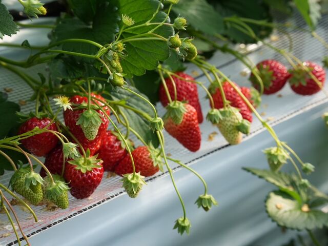 �C�`�S�@_���̂ה_��