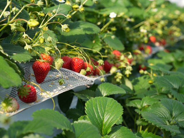 �C�`�S�A_���̂ה_��