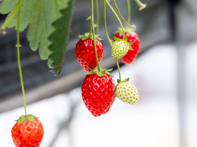 �����܂ŐF�Â��Ă��āA�Ԃ��ĊÂ��������������ł��B_�R��Ԃǂ���������