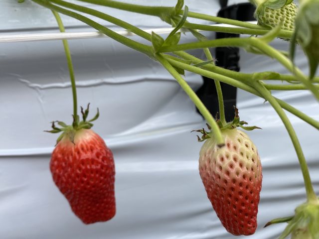 �Â��Ĕ��������C�`�S_�c�������_��