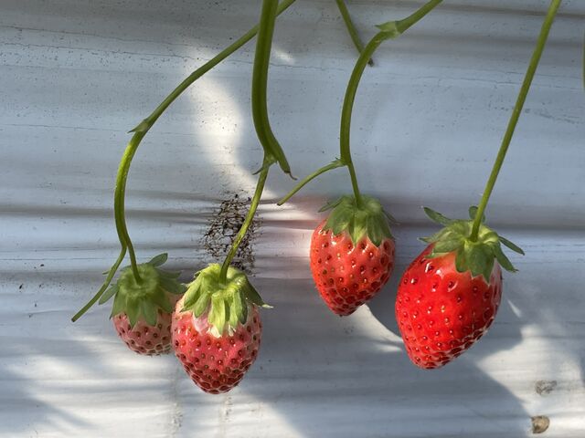 �^���Ԃɐ��܂������������A���킢���҂��Ă��Ă���܂��B_�{�c��������