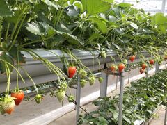 NOA̎RFUJIt[cp[Nւ̓eʐ^1