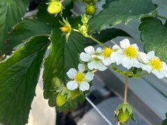 okemoai����̍]�Ԃ��������Z���^�[�ւ̓��e�ʐ^1