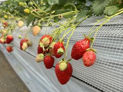 ݂̒_@ʋG̎ւ̓eʐ^5