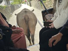 ݂ق񂳂̐Ί_h[όւ̓eʐ^1