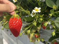 񂳂FUNDAYFARMւ̓eʐ^1