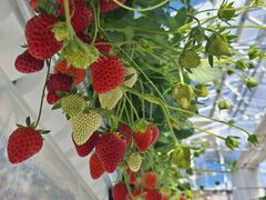 i~̌(䂢)t@[ւ̓eʐ^1