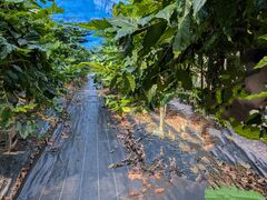 bL[񂳂̉蔨ւ̓eʐ^1