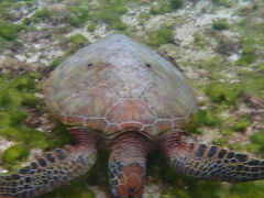 ܁[̐Ί_ ADVENTURE PiPiւ̓eʐ^1