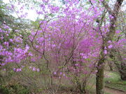 �L������̂Ȃ����~�c�o�c�c�W�̓��e�ʐ^2