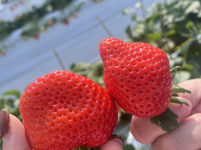 �����傫���I_���u�S�ԉ��t�@�[��