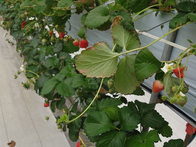 �H�ׂ������������Ȃ��c_�������X�^�W�A��