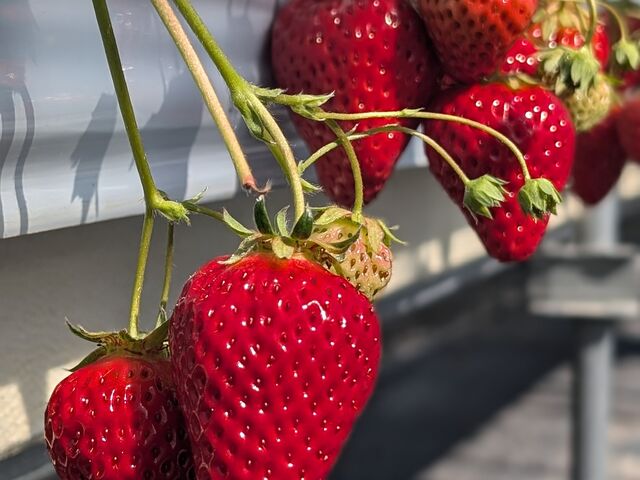 �^���ԂȂ�����_�݂Ȃ��݃t���[�c�����h���M�g�[��