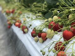 ���񂽂񂳂�̍��肢���������肪�ƃt�@�[���ւ̓��e�ʐ^1