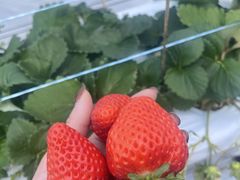 }~̍uSԉt@[ւ̓eʐ^1