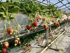 ���΂���̂��S���s��ւ̓��e�ʐ^1