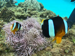 ̃_CrOVbvTI.OCEANւ̓eʐ^1