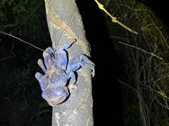 䂢̋{blue܂ق΂ւ̓eʐ^1