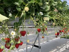 Ђ낫̌(䂢)t@[ւ̓eʐ^1