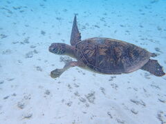 VE^nico {Óւ̓eʐ^1