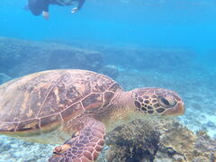 킮nico {Óւ̓eʐ^1