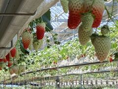 Ă݂񂳂̒x[t@[ւ̓eʐ^1