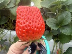 �����`����񂳂�̂f���������a���������ւ̓��e�ʐ^1