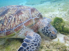 AAAAAnico {Óւ̓eʐ^1