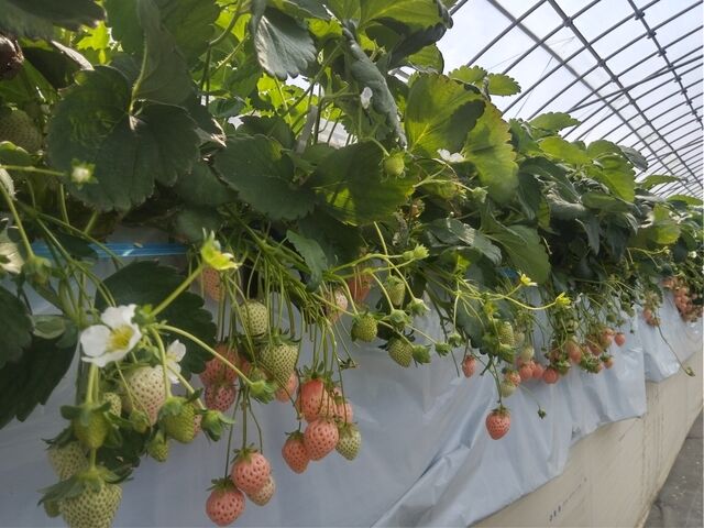 �����������u�W��v�ł��B_���c��������