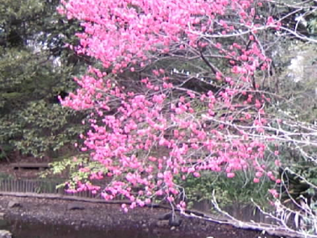 wK@wɂ錌􂢂̒rƍ_iqڔw