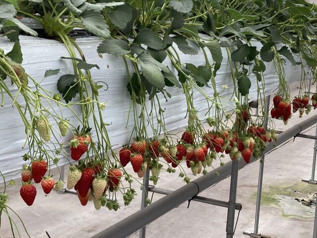 �����݂̂��ƁA�������̉�_�����݂̗��������̉�