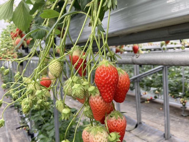 �F��Ȍ`��傫��������܂���_�r�{�_��