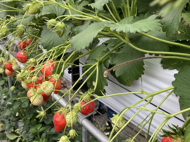 �ǂ̃��[���ɂ�����������������_�r�{�_��