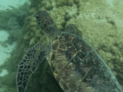 񂳂̃V[gx[ւ̓eʐ^1